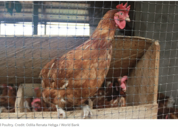 L’élevage au Cameroun : des partenariats innovants au service de la croissance durable