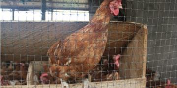 L’élevage au Cameroun : des partenariats innovants au service de la croissance durable