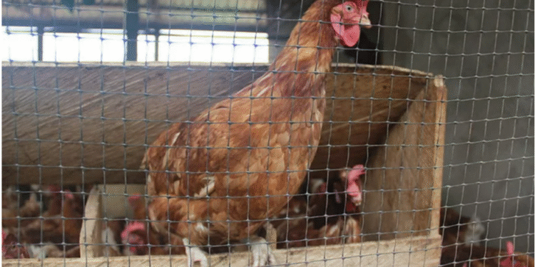 L’élevage au Cameroun : des partenariats innovants au service de la croissance durable