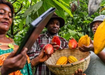 Climate Change Threatens West Africa’s Cacao Supply, Driving Up Prices