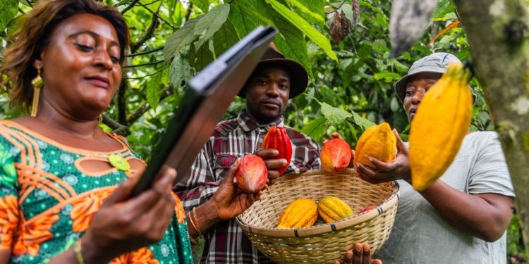 Climate Change Threatens West Africa’s Cacao Supply, Driving Up Prices