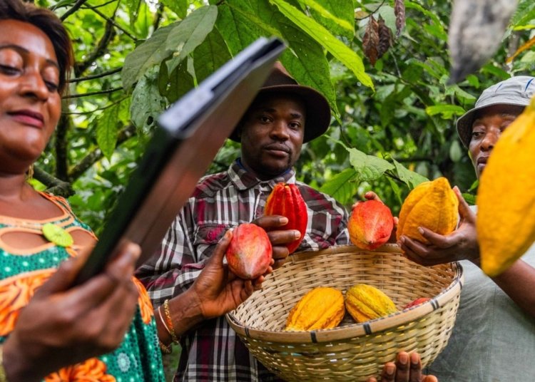 Climate Change Threatens West Africa’s Cacao Supply, Driving Up Prices