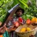 Climate Change Threatens West Africa’s Cacao Supply, Driving Up Prices