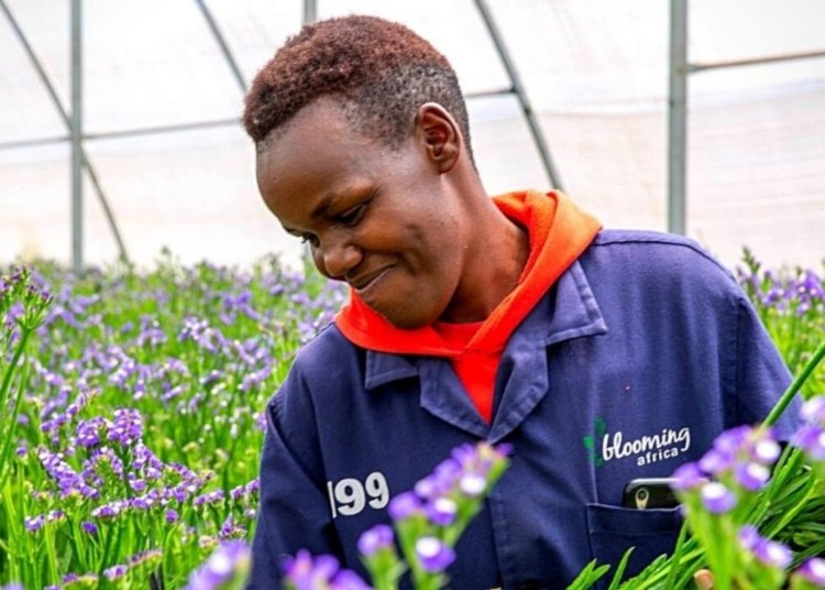 Kenya, Ethiopia Emerge as Key Players in Global Flower Trade