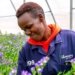 Kenya, Ethiopia Emerge as Key Players in Global Flower Trade
