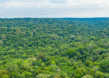 Côte d’Ivoire : création d’une réserve naturelle de 49 hectares à Rubino