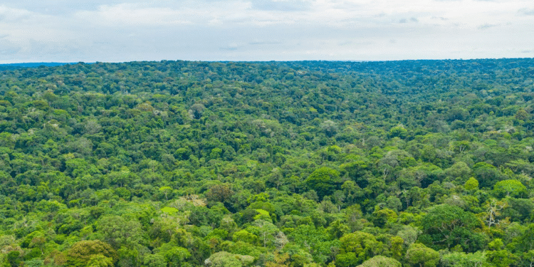 Côte d’Ivoire : création d’une réserve naturelle de 49 hectares à Rubino