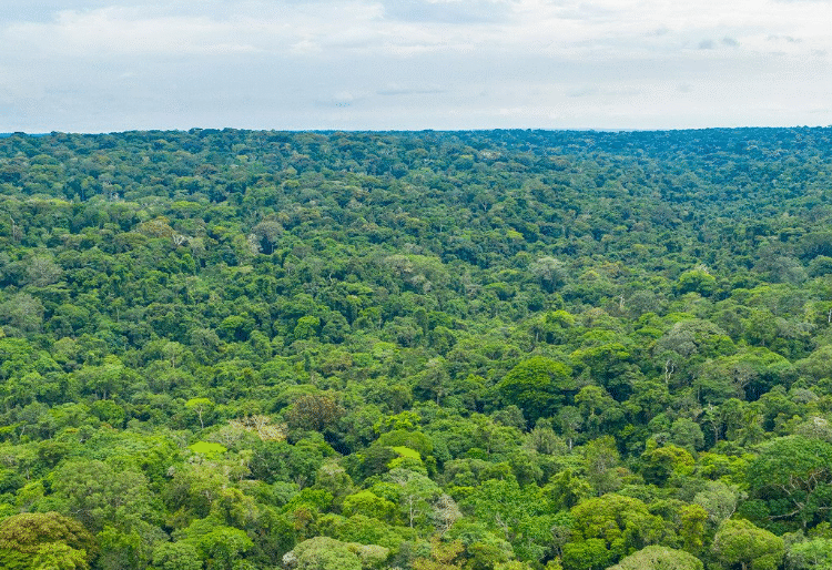 Côte d’Ivoire : création d’une réserve naturelle de 49 hectares à Rubino