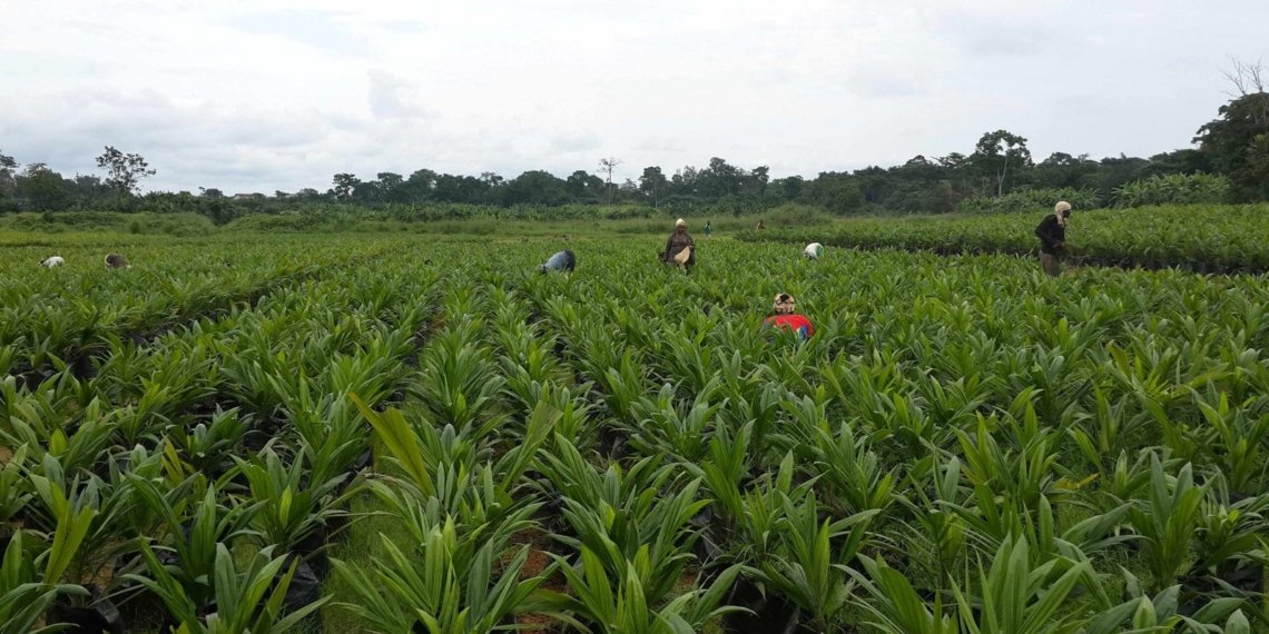 Nigeria Begins $538 Million Agro-Industrial Project Across Eight States