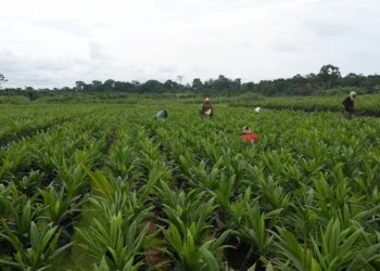 Nigeria Begins $538 Million Agro-Industrial Project Across Eight States