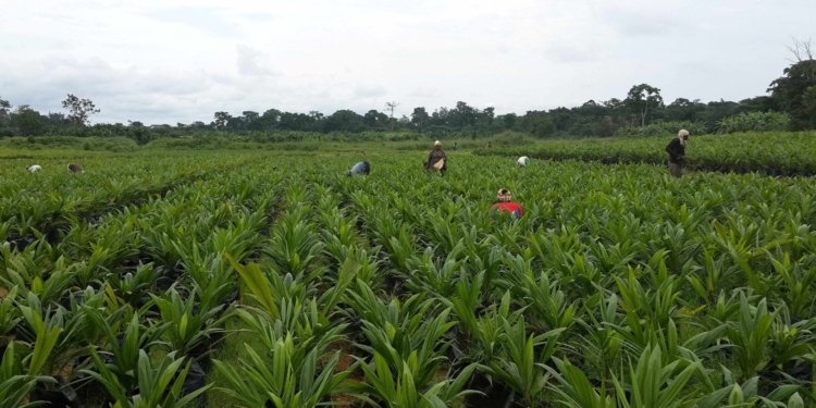 Nigeria Begins $538 Million Agro-Industrial Project Across Eight States