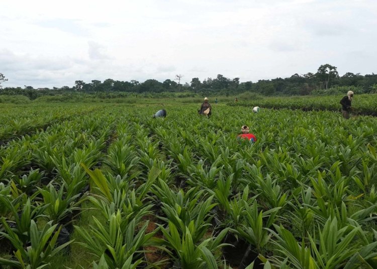 Nigeria Begins $538 Million Agro-Industrial Project Across Eight States