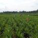 Nigeria Begins $538 Million Agro-Industrial Project Across Eight States