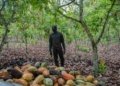 Ghana Battles to Save Cocoa Industry as Production Falls to 20-Year Low