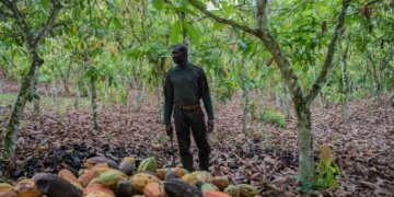 Ghana Battles to Save Cocoa Industry as Production Falls to 20-Year Low