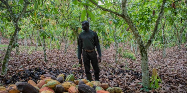 Ghana Battles to Save Cocoa Industry as Production Falls to 20-Year Low