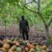 Ghana Battles to Save Cocoa Industry as Production Falls to 20-Year Low