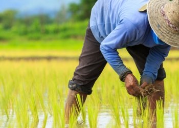 Madagascar Farmers Push for Land, Seed Support Amid Soaring Costs