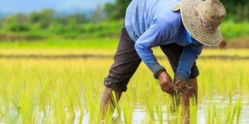 Madagascar Farmers Push for Land, Seed Support Amid Soaring Costs