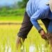 Madagascar Farmers Push for Land, Seed Support Amid Soaring Costs