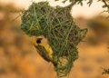 The Weaver Bird Strategy: How Small States Are Building Intra-African Trade