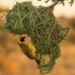 The Weaver Bird Strategy: How Small States Are Building Intra-African Trade