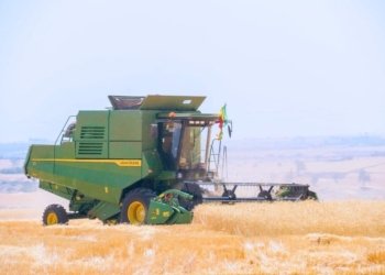 Ethiopia Hits Record Wheat Harvest in Bid to Cut Imports