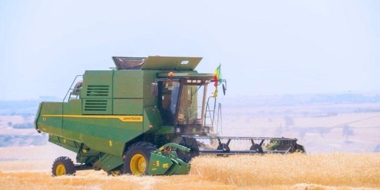 Ethiopia Hits Record Wheat Harvest in Bid to Cut Imports