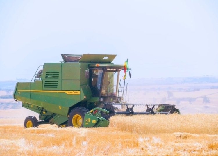 Ethiopia Hits Record Wheat Harvest in Bid to Cut Imports