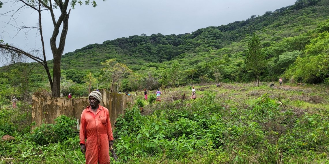 Local Efforts Drive Miombo Forest Revival in Zimbabwe