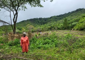 Local Efforts Drive Miombo Forest Revival in Zimbabwe