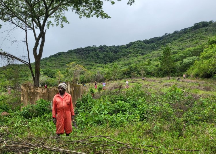 Local Efforts Drive Miombo Forest Revival in Zimbabwe