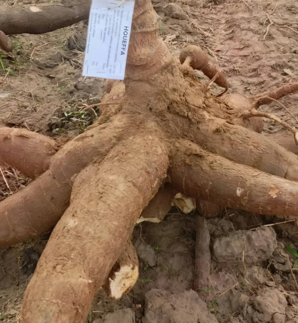 Benin Launches Roots and Tubers Project to Boost Agro-Industrial Growth