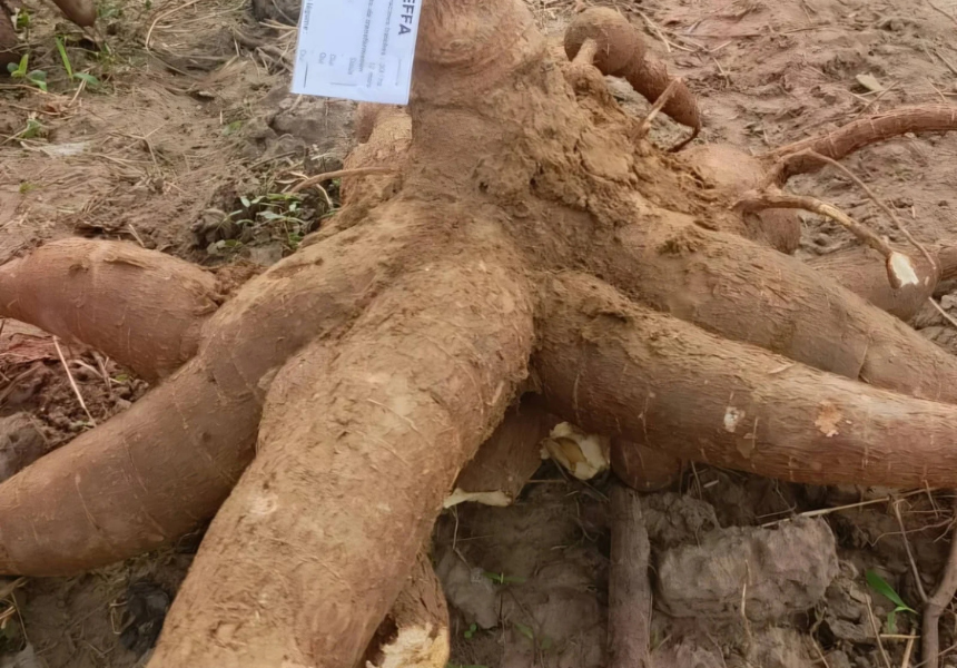 Benin Launches Roots and Tubers Project to Boost Agro-Industrial Growth
