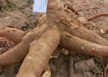 Benin Launches Roots and Tubers Project to Boost Agro-Industrial Growth