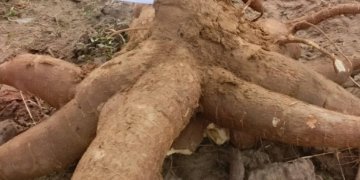 Benin Launches Roots and Tubers Project to Boost Agro-Industrial Growth