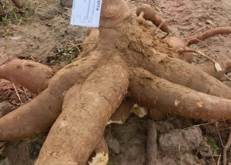 Benin Launches Roots and Tubers Project to Boost Agro-Industrial Growth