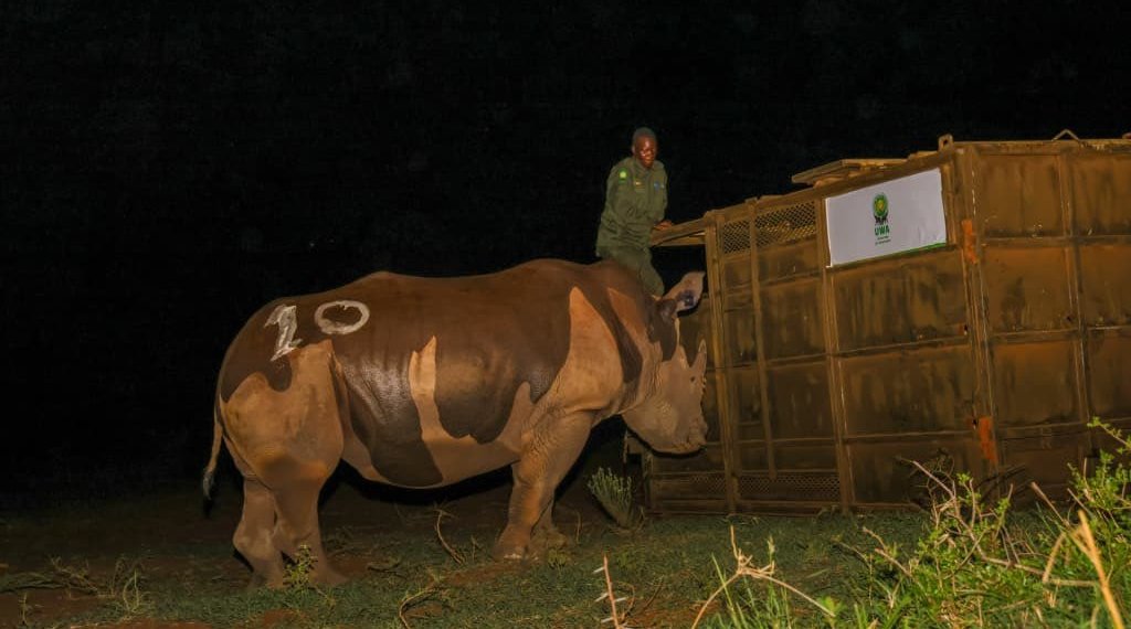 Uganda Returns Rhinos to Kidepo Valley After Four Decades