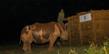 Uganda Returns Rhinos to Kidepo Valley After Four Decades