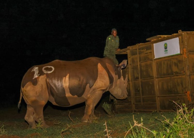 Uganda Returns Rhinos to Kidepo Valley After Four Decades