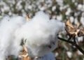 Burkina Faso Nationalizes SOFITEX to Reclaim Full Control of Cotton Sector