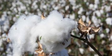 Burkina Faso Nationalizes SOFITEX to Reclaim Full Control of Cotton Sector