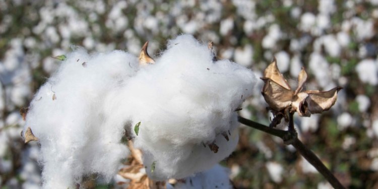 Burkina Faso Nationalizes SOFITEX to Reclaim Full Control of Cotton Sector