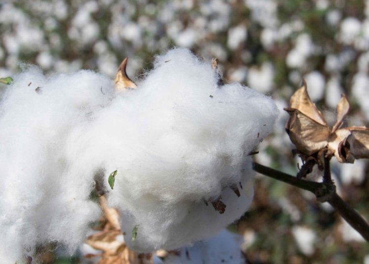 Burkina Faso Nationalizes SOFITEX to Reclaim Full Control of Cotton Sector