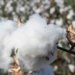 Burkina Faso Nationalizes SOFITEX to Reclaim Full Control of Cotton Sector