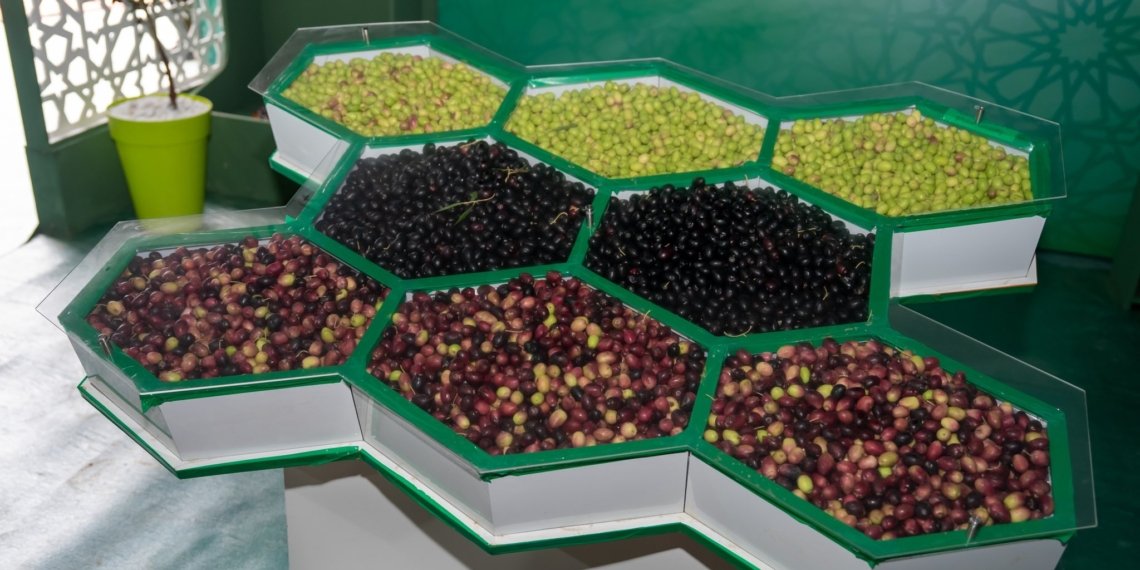 Morocco’s Olive Harvest Hits Record 2 Million Tons Amid Heavy Rainfall