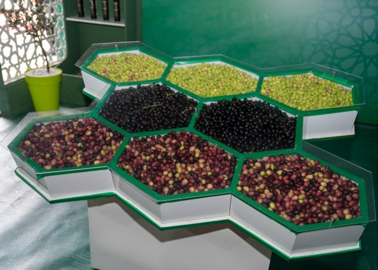 Morocco’s Olive Harvest Hits Record 2 Million Tons Amid Heavy Rainfall