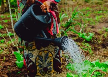 Intra-African Trade Holds the Key to Fertilizer Access Across the Continent