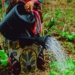 Intra-African Trade Holds the Key to Fertilizer Access Across the Continent