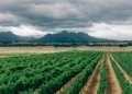 Africa’s Fertilizer Dependence is an Industrial Problem with Industrial Solutions